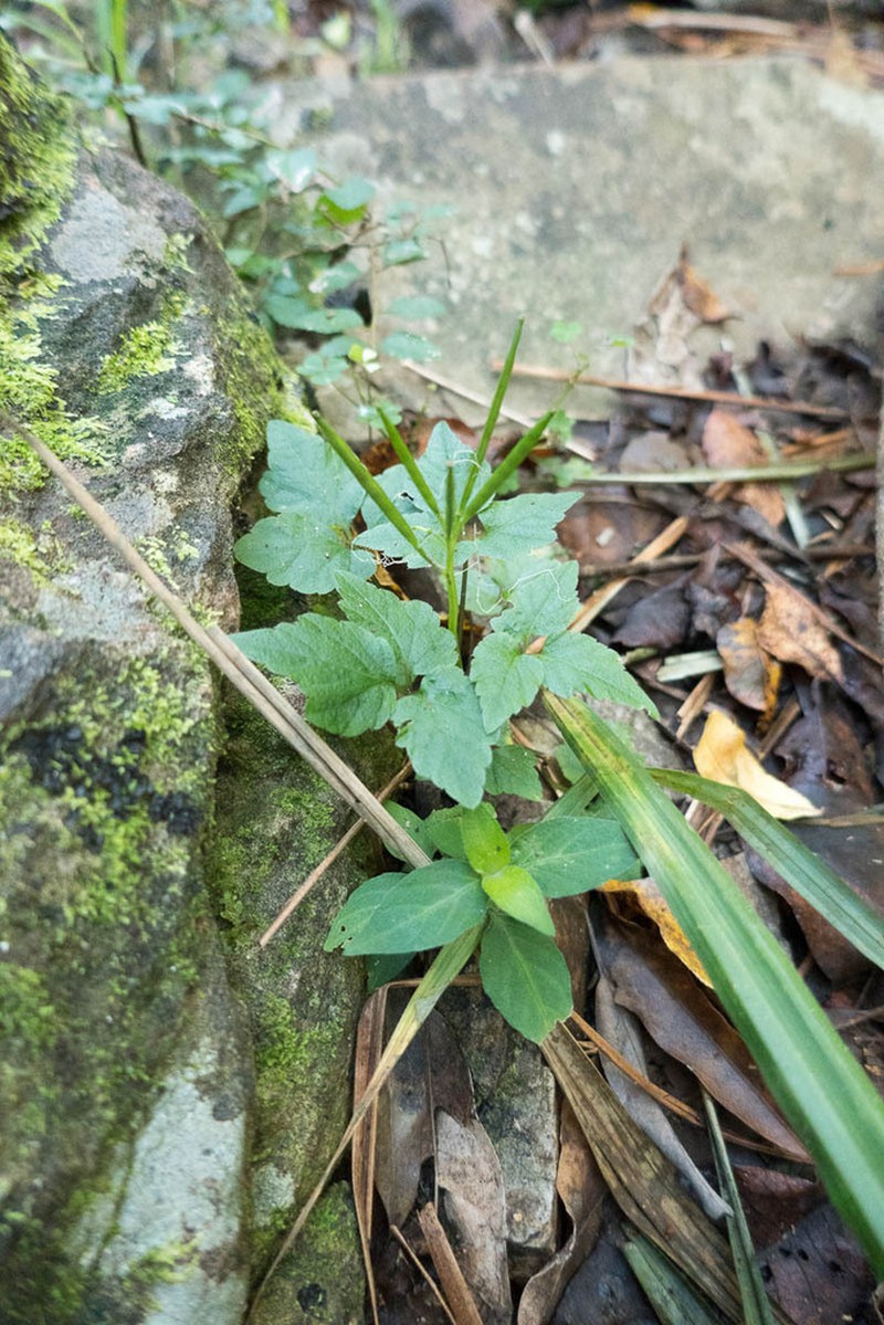 Cardamine africana photo 2
