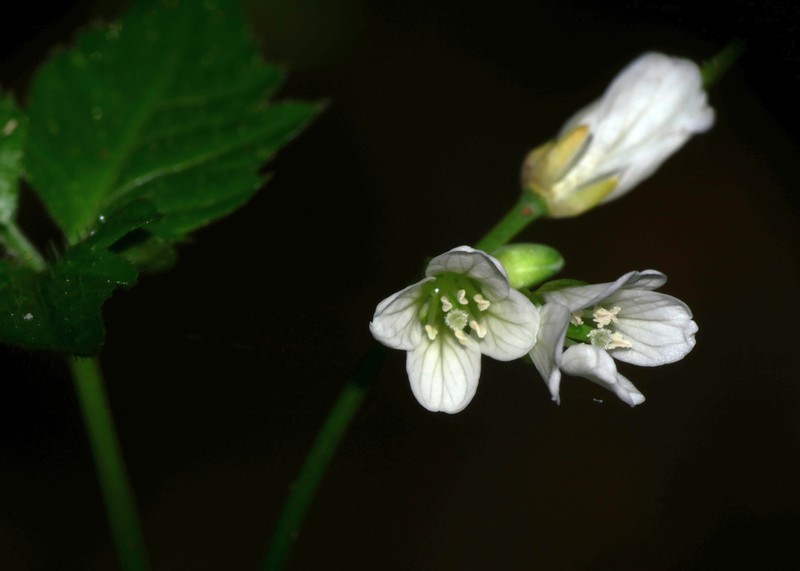 Cardamine africana photo 3
