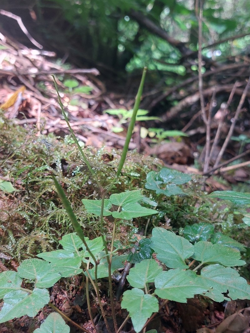 Cardamine africana photo 4
