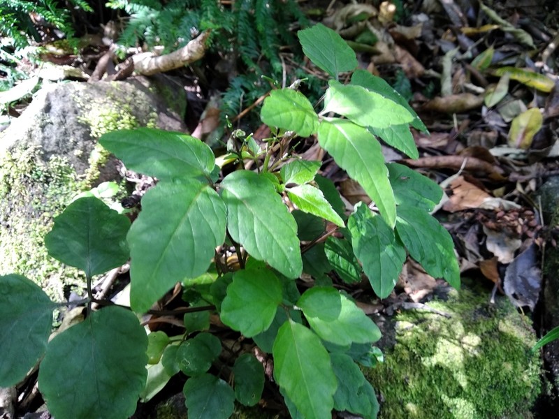 Cardamine africana photo 5