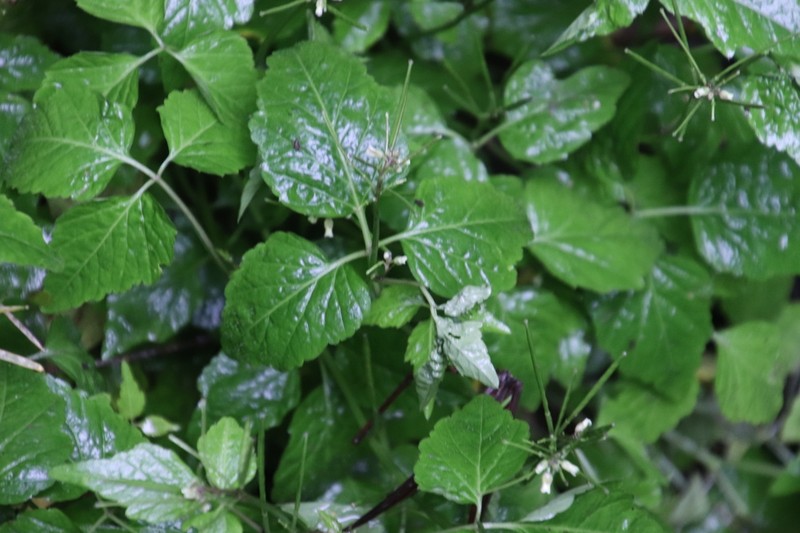Cardamine africana photo 6