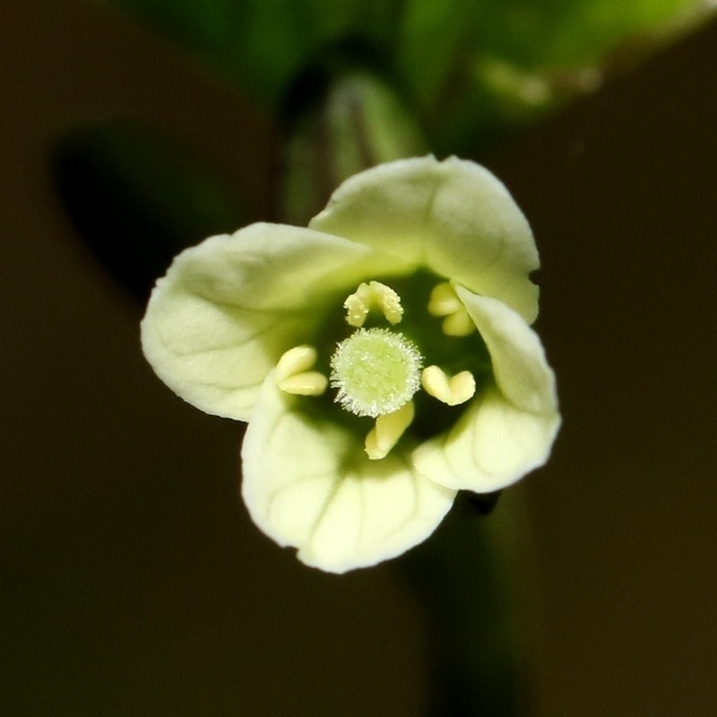 Cardamine africana photo 7