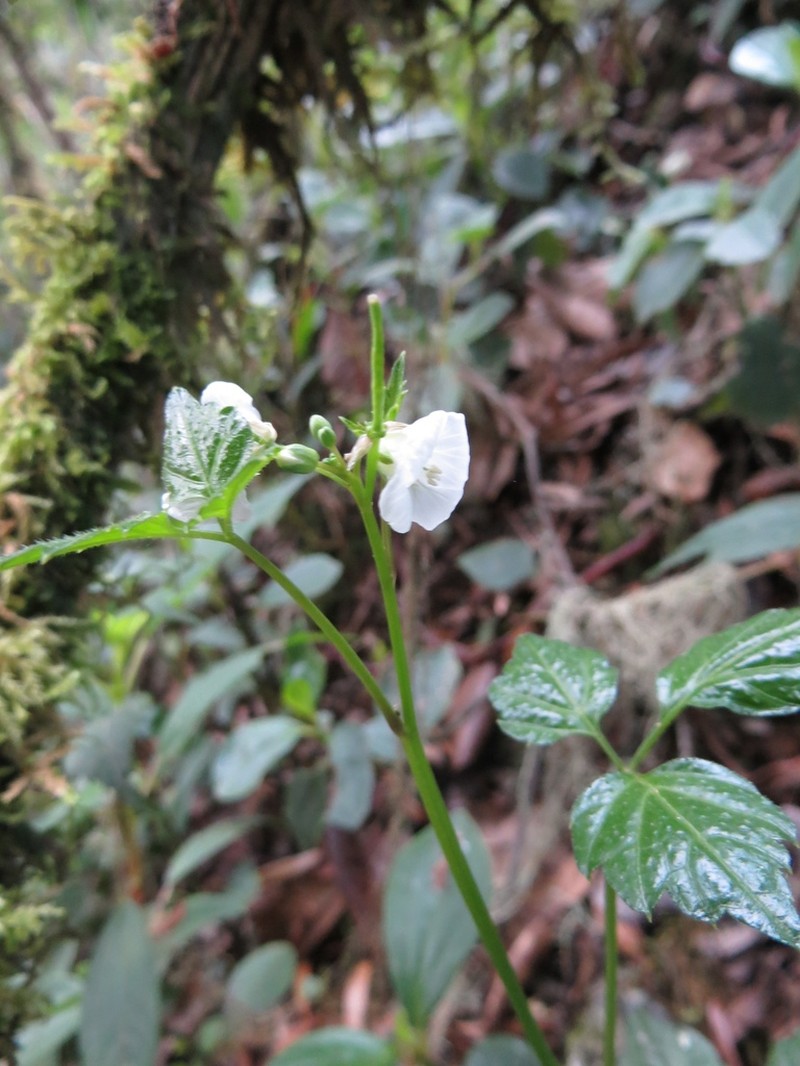 Cardamine africana photo 8