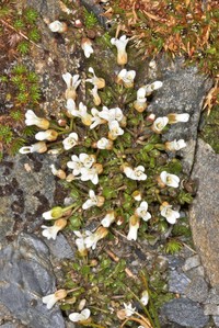 Cardamine alalata