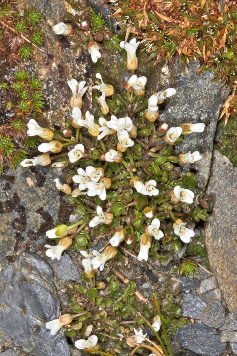 Cardamine alalata