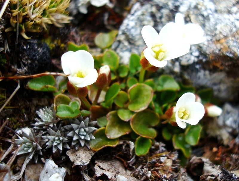 Cardamine alalata photo 2