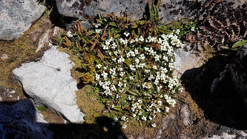 Cardamine alalata photo 3