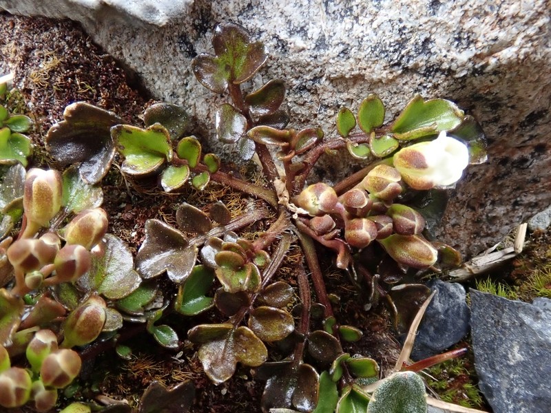 Cardamine alalata photo 4
