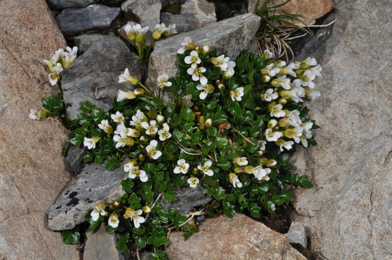 Cardamine alalata photo 5