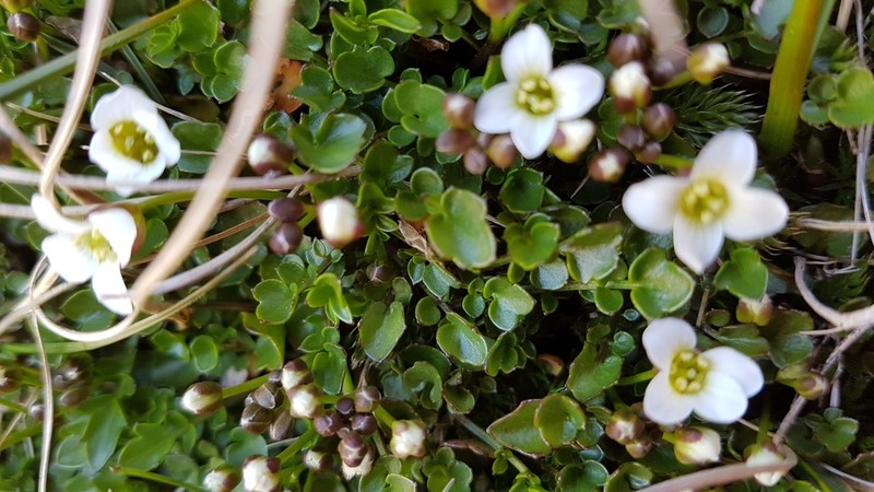 Cardamine alalata photo 6