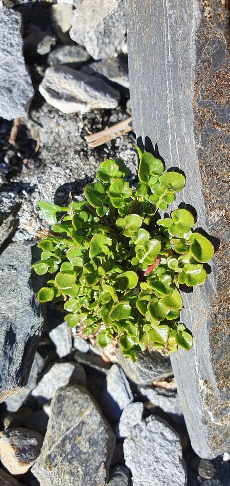 Cardamine alalata photo 8