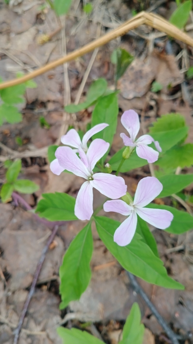 Cardamine altaica