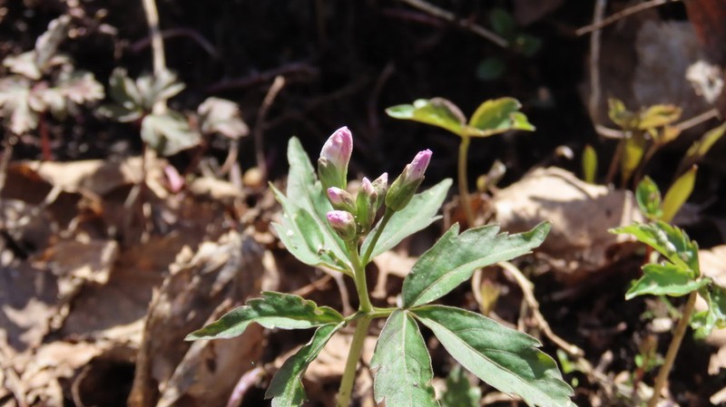 Cardamine altaica photo 2