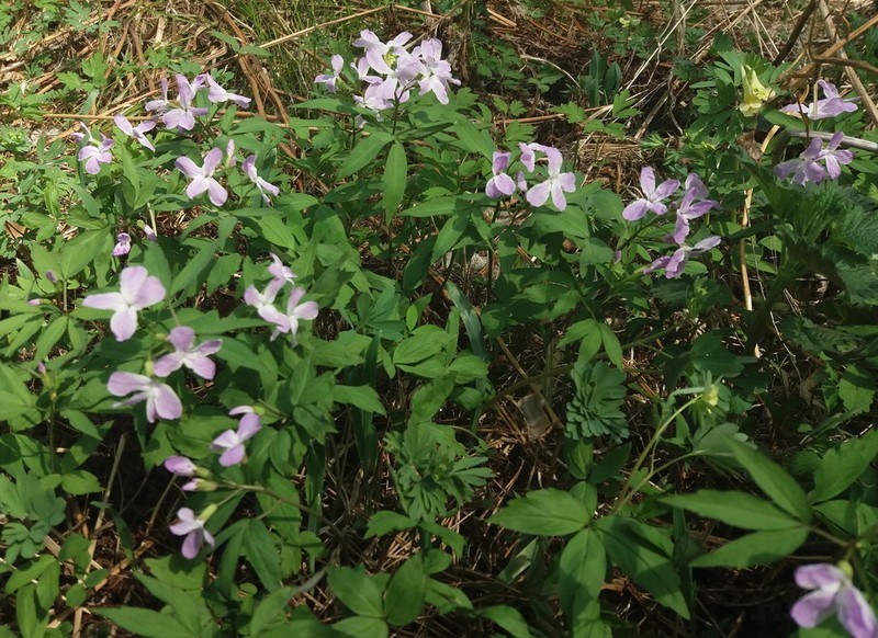 Cardamine altaica photo 3