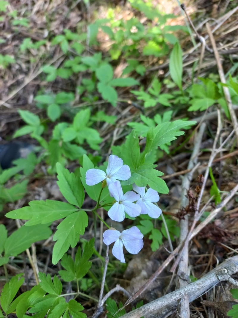Cardamine altaica photo 4