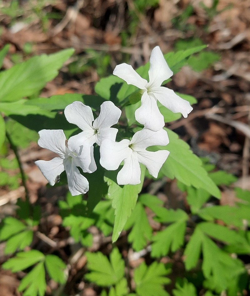 Cardamine altaica photo 5