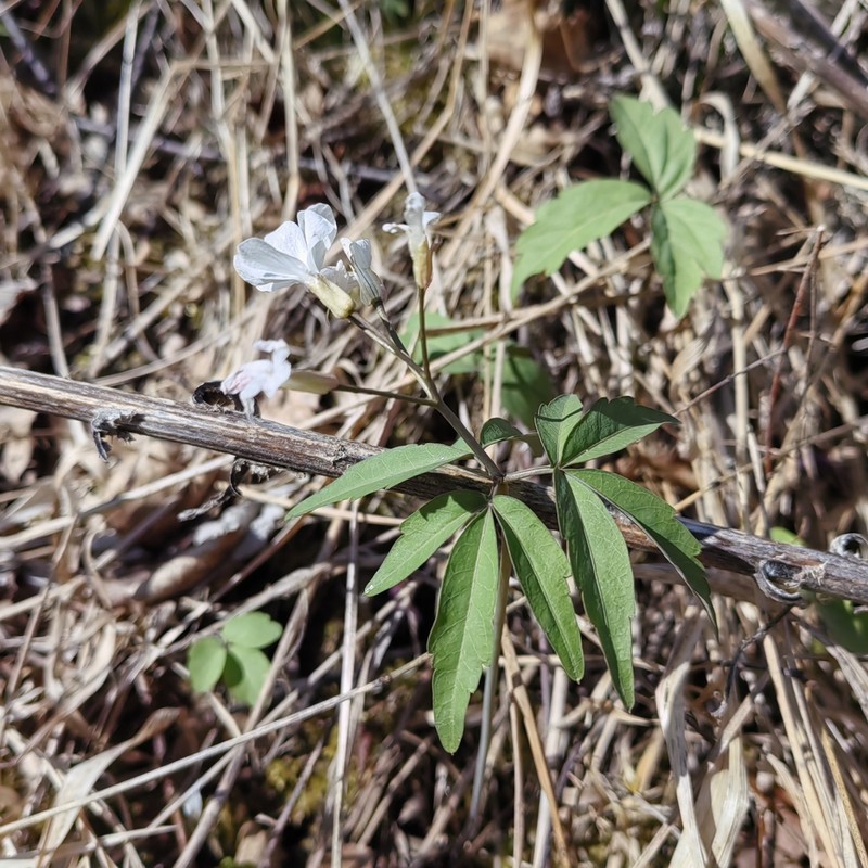 Cardamine altaica photo 7