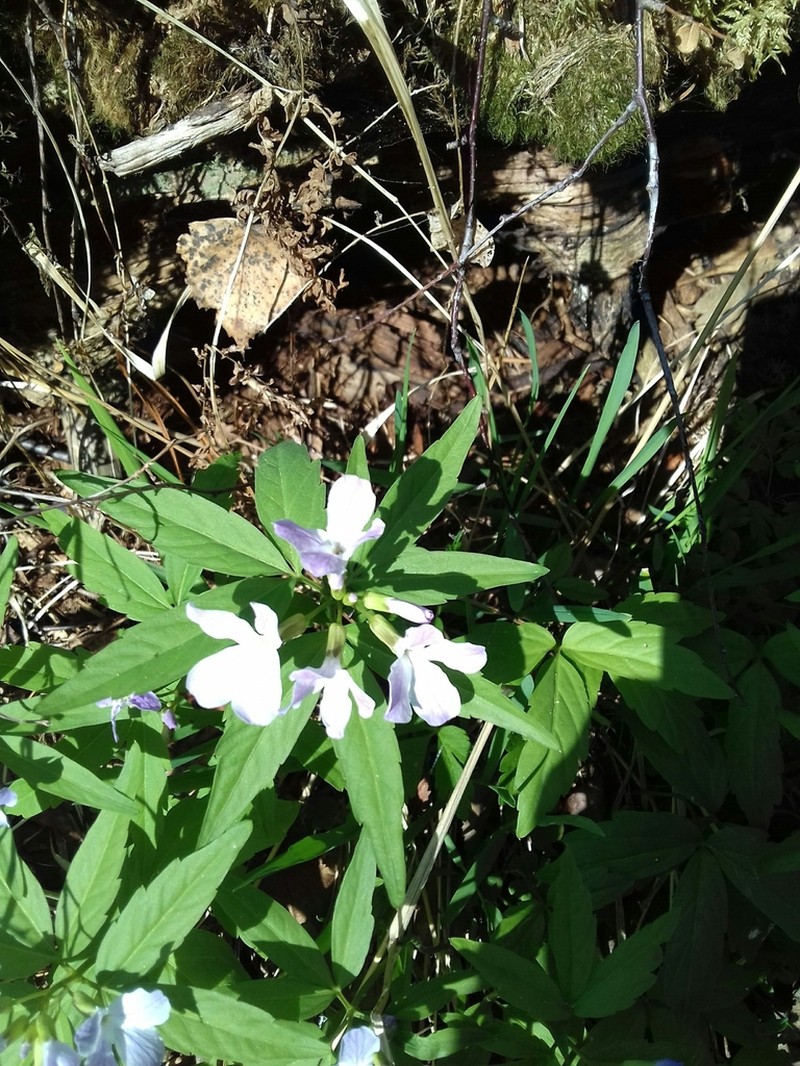 Cardamine altaica photo 8