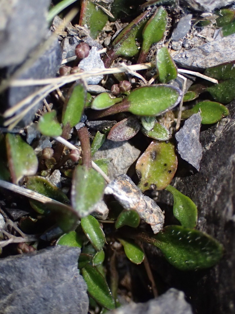 Cardamine alticola photo 4