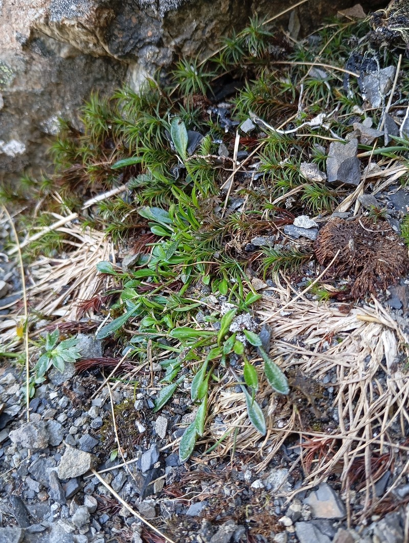 Cardamine alticola photo 5