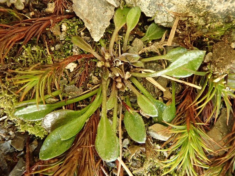Cardamine alticola photo 6