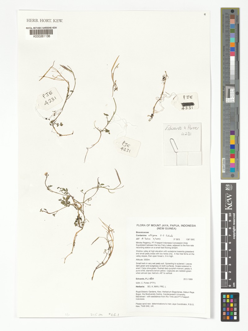 Cardamine altigena