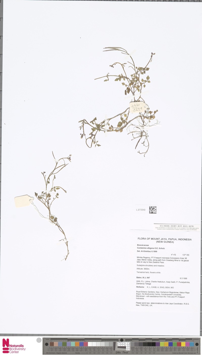 Cardamine altigena photo 2