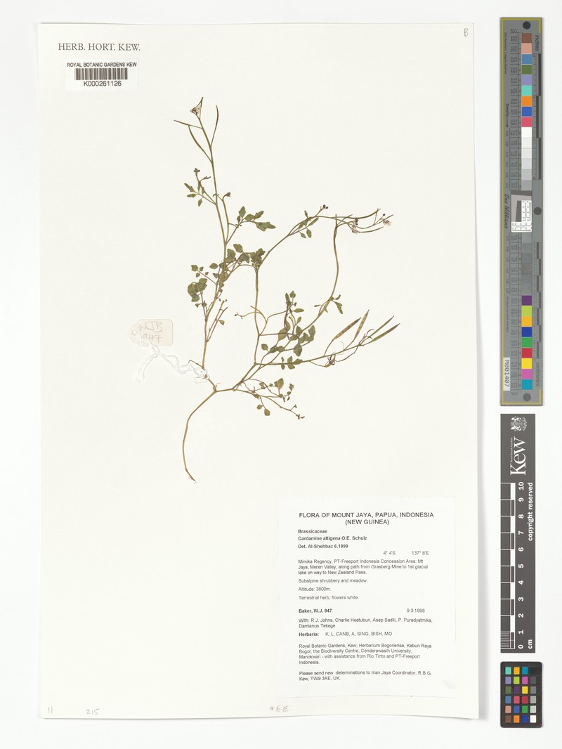 Cardamine altigena photo 3