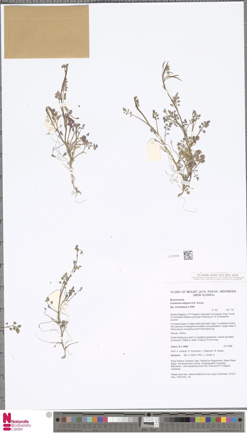 Cardamine altigena photo 4