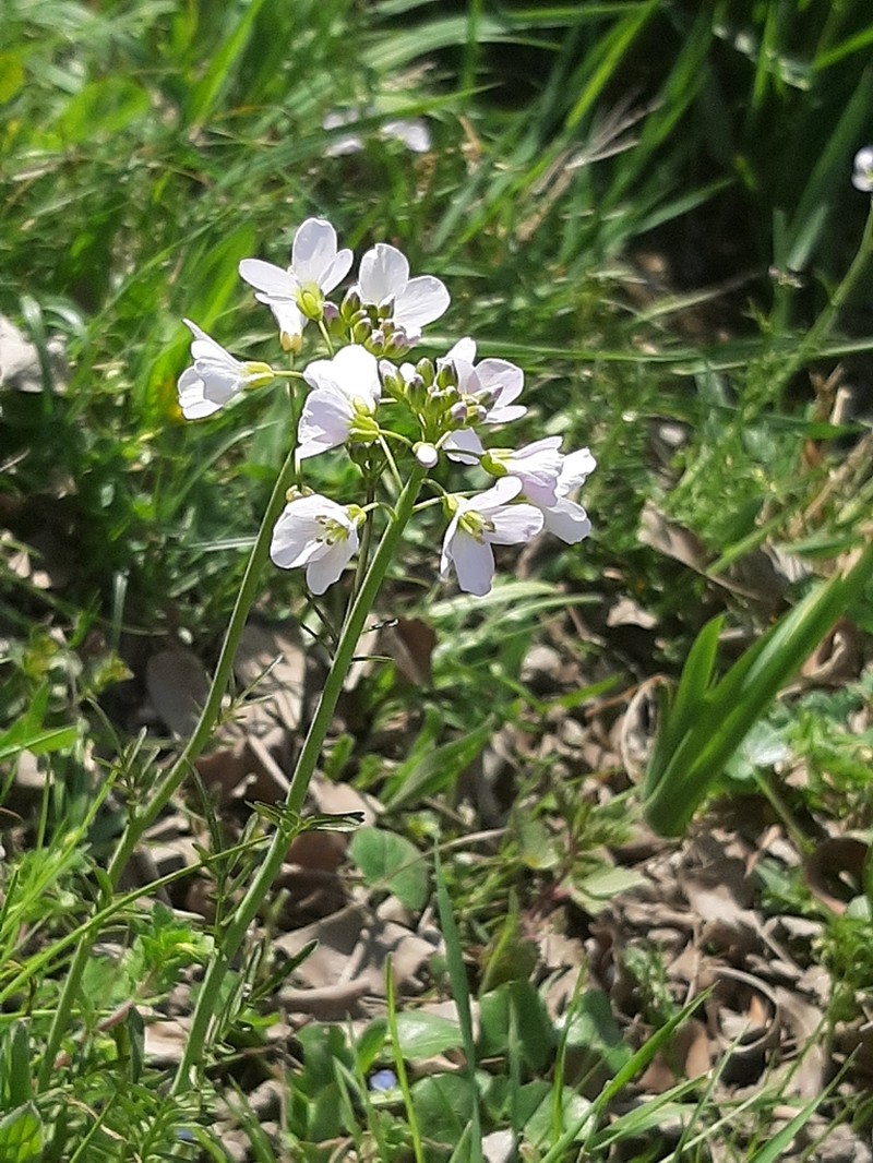 Cardamine amara photo 2