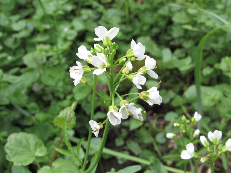 Cardamine amara photo 3