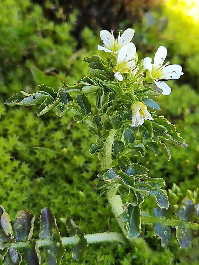 Cardamine amara photo 4