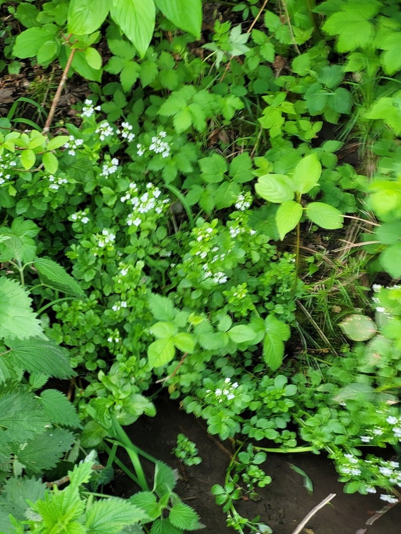 Cardamine amara photo 5