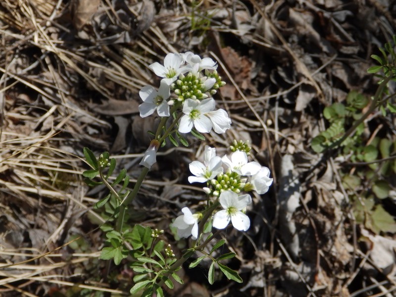 Cardamine amara photo 6