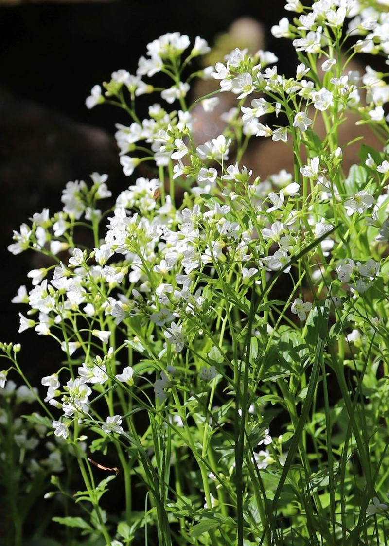 Cardamine amara photo 7