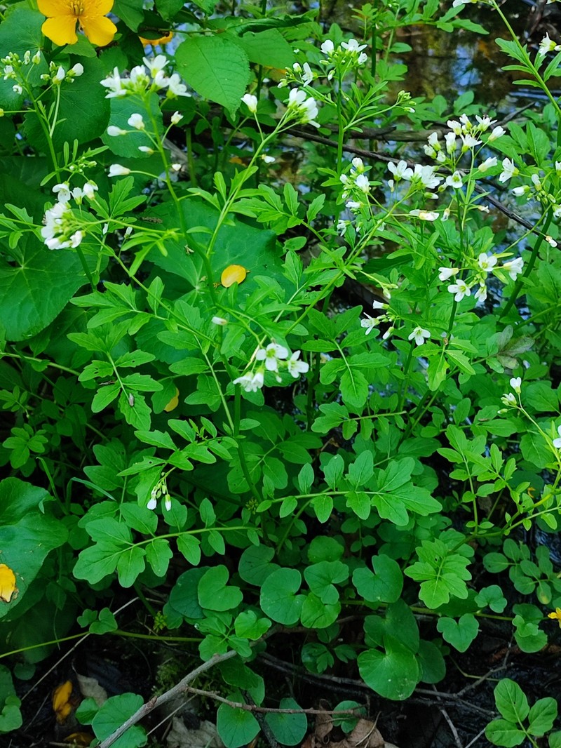 Cardamine amara subsp. amara