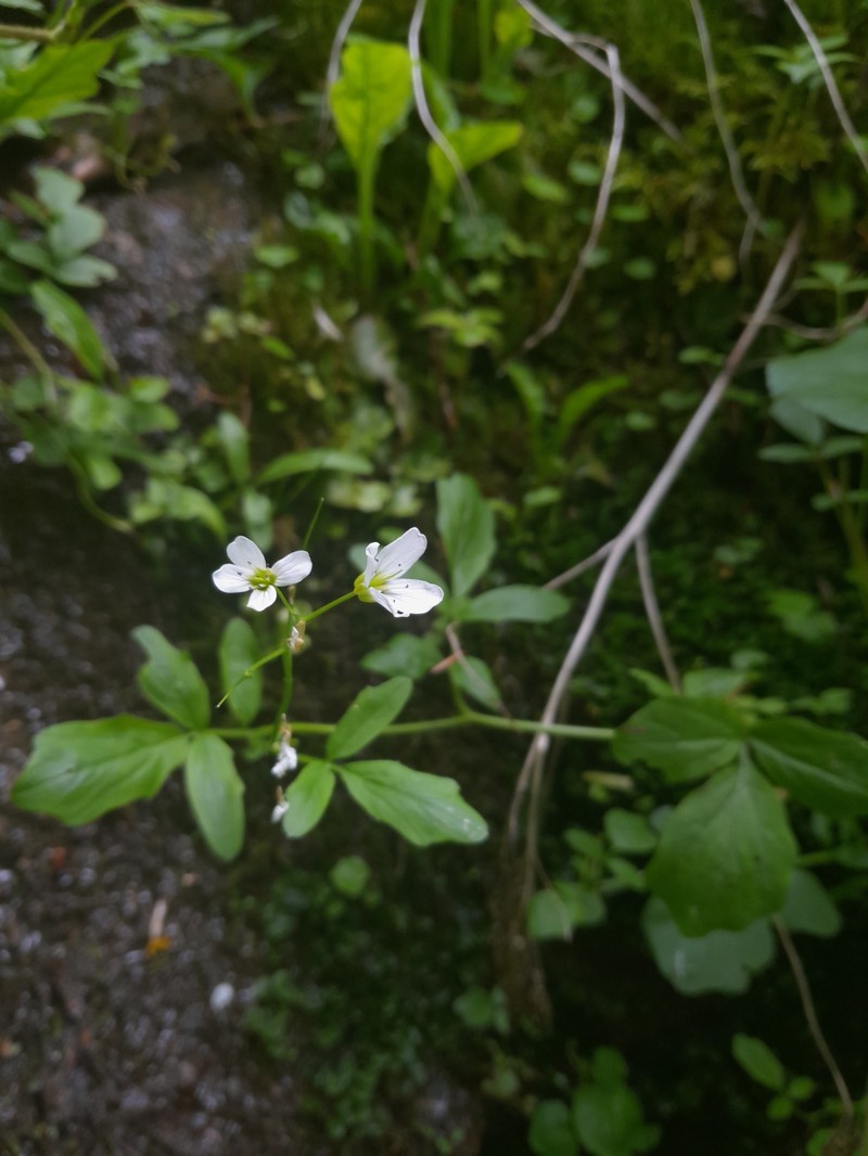 Cardamine amara subsp. amara photo 2