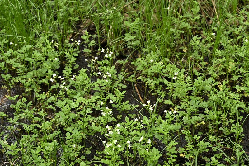 Cardamine amara subsp. amara photo 3