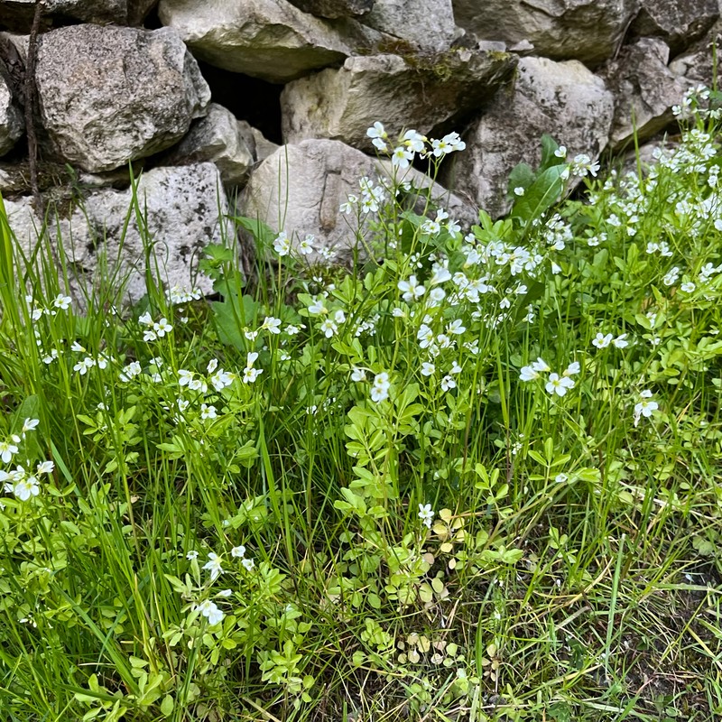 Cardamine amara subsp. amara photo 4