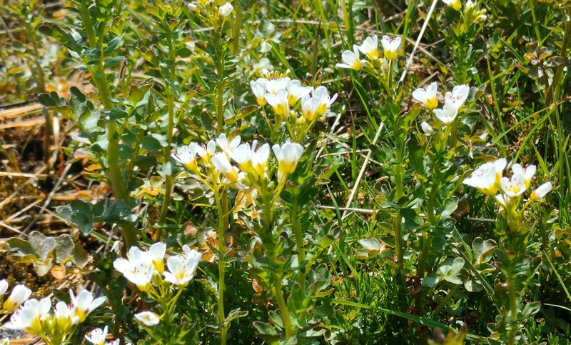 Cardamine amara subsp. austriaca