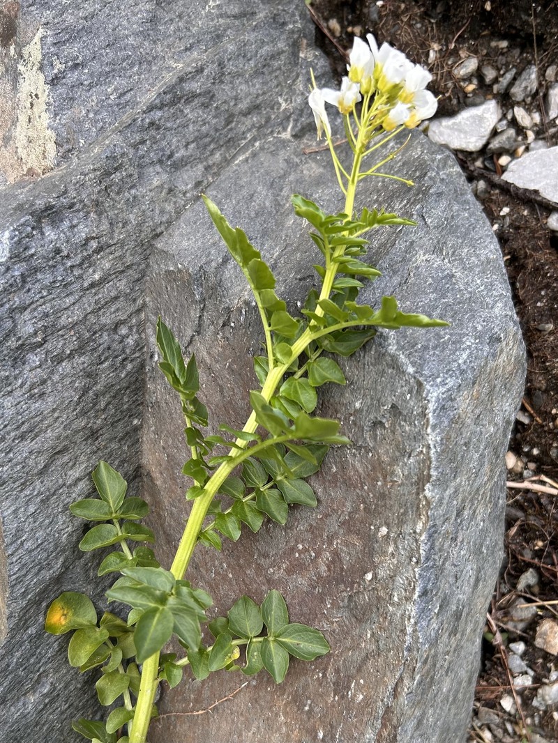 Cardamine amara subsp. austriaca photo 2