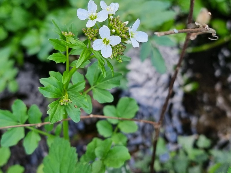Cardamine amara subsp. olotensis