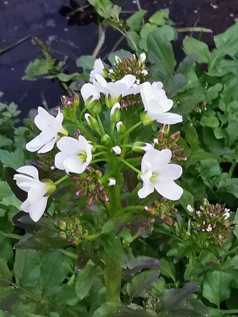 Cardamine amara subsp. olotensis photo 2