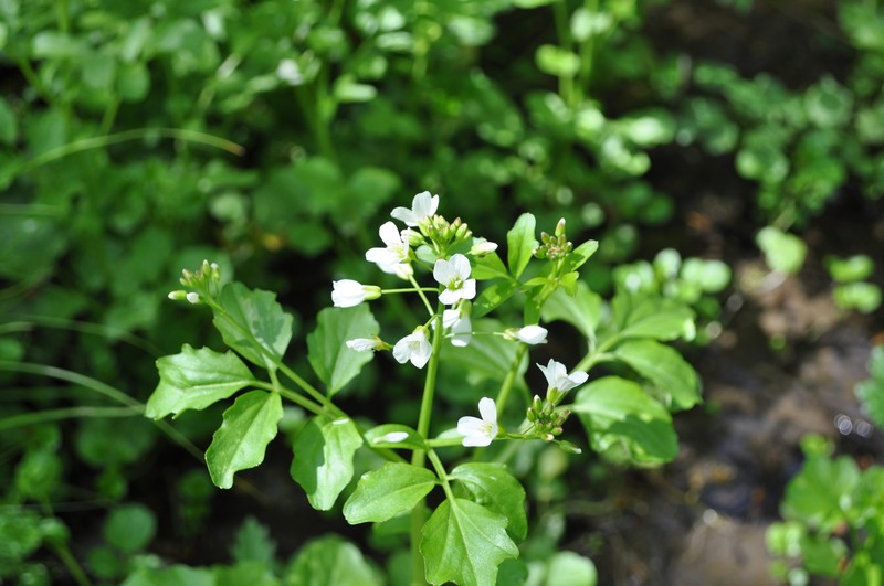 Cardamine amara subsp. olotensis photo 3