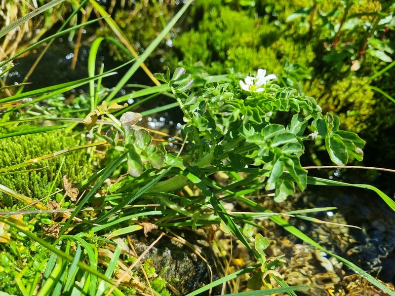 Cardamine amara subsp. opizii