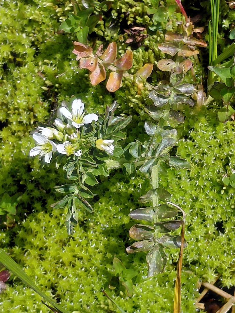 Cardamine amara subsp. opizii photo 2