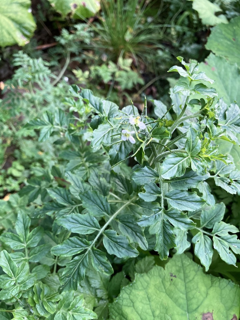 Cardamine amara subsp. opizii photo 3