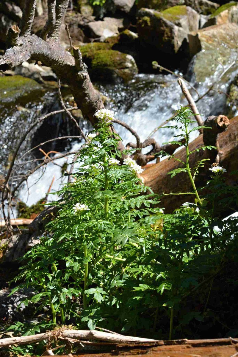 Cardamine amara subsp. opizii photo 4