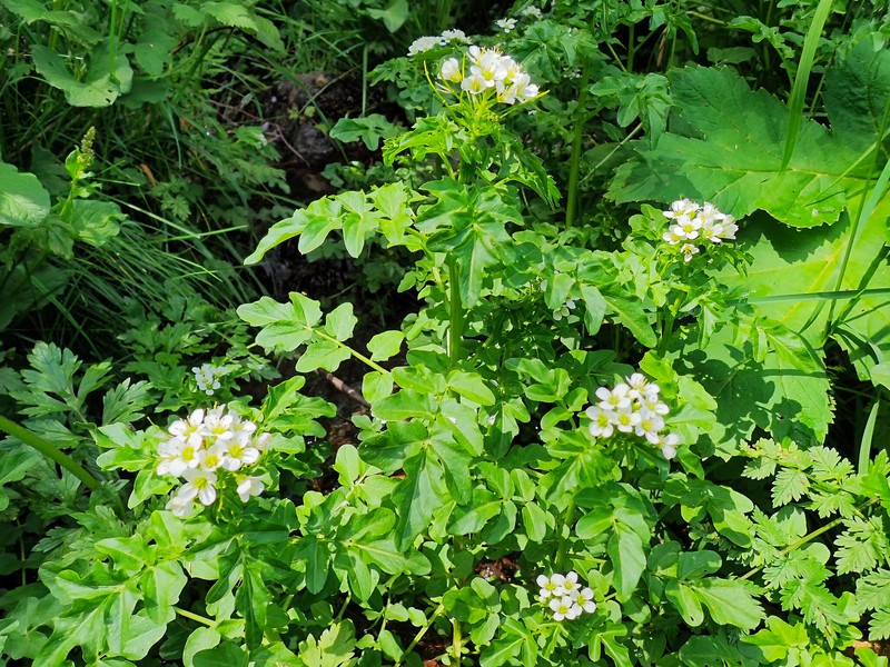 Cardamine amara subsp. pyrenaea