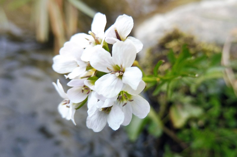 Cardamine amara subsp. pyrenaea photo 2